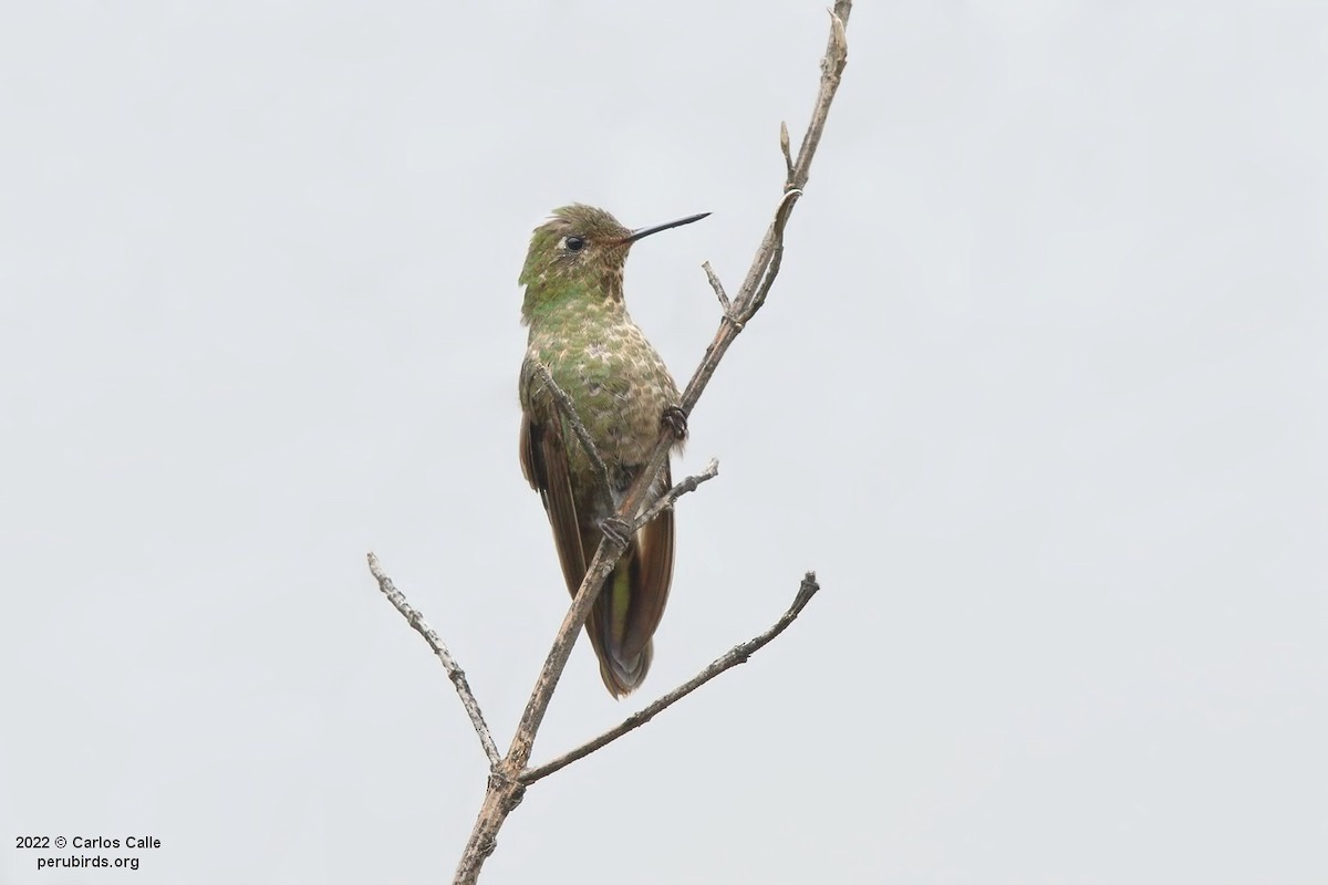 Scaled Metaltail - ML502020011