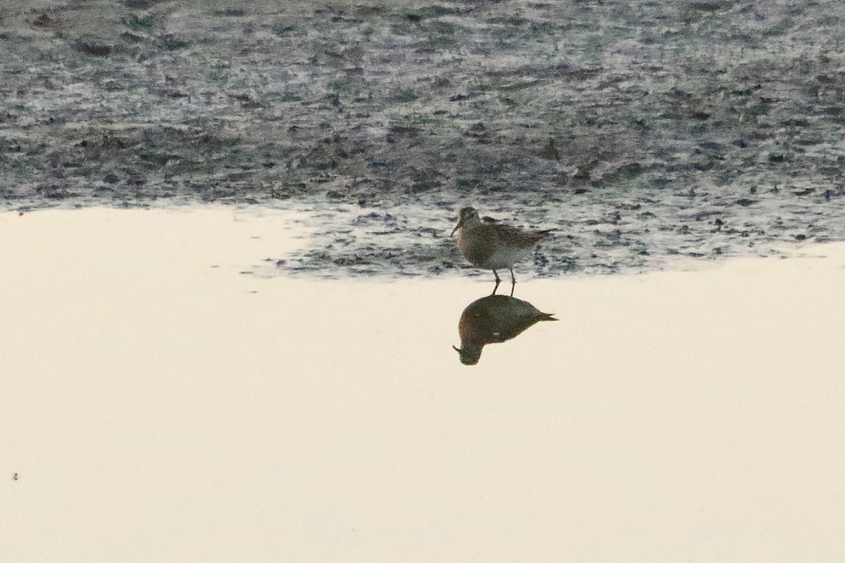 Pectoral Sandpiper - ML502020031