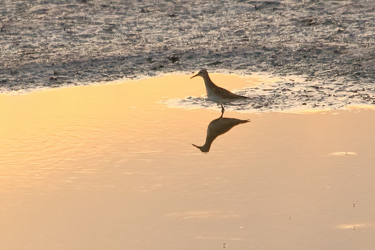 Pectoral Sandpiper - ML502020041