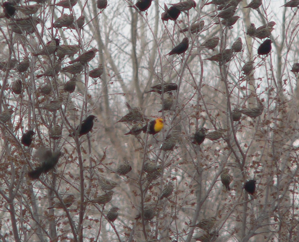Yellow-headed Blackbird - ML50202091