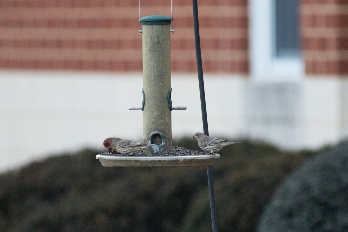 House Finch - Brian Quindlen