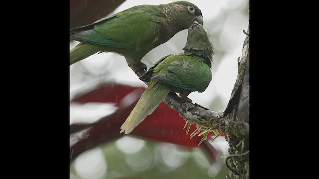 Maroon-bellied Parakeet - ML502022381