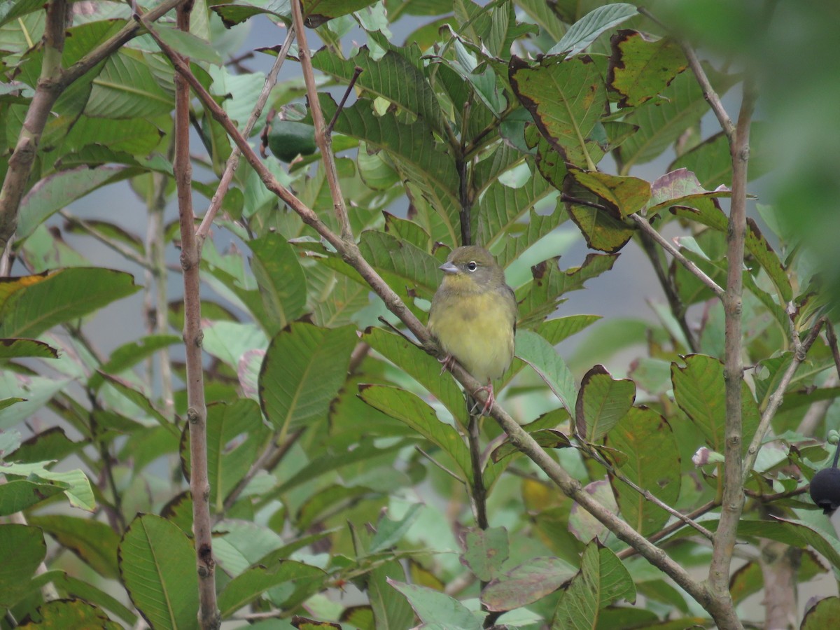 Yellow Bunting - ML502022821