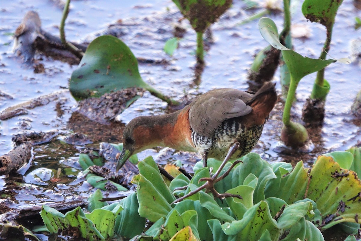 Rufous-sided Crake - Noelia Contrera Bernal