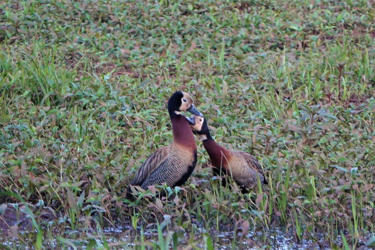 White-faced Whistling-Duck - ML502023731