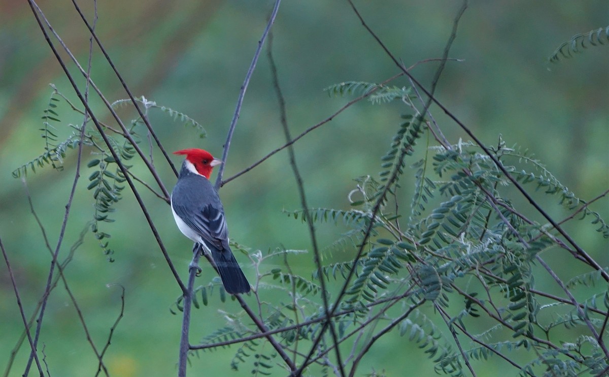 Red-crested Cardinal - Noelia Contrera Bernal