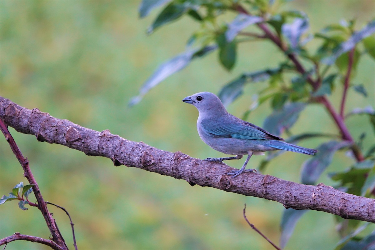 Sayaca Tanager - Noelia Contrera Bernal