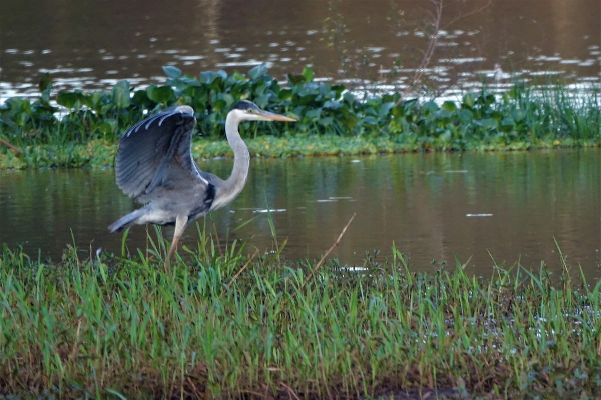 Great Egret - Noelia Contrera Bernal