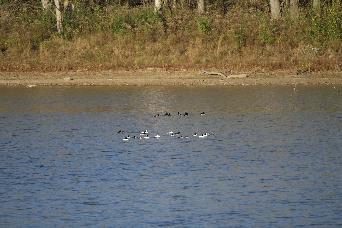 Bufflehead - ML502025531