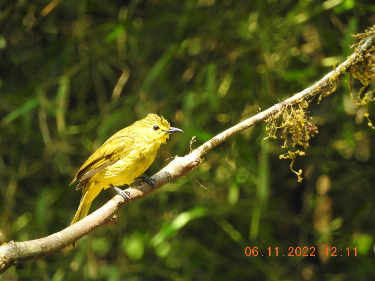 Yellow-browed Bulbul - ML502027151