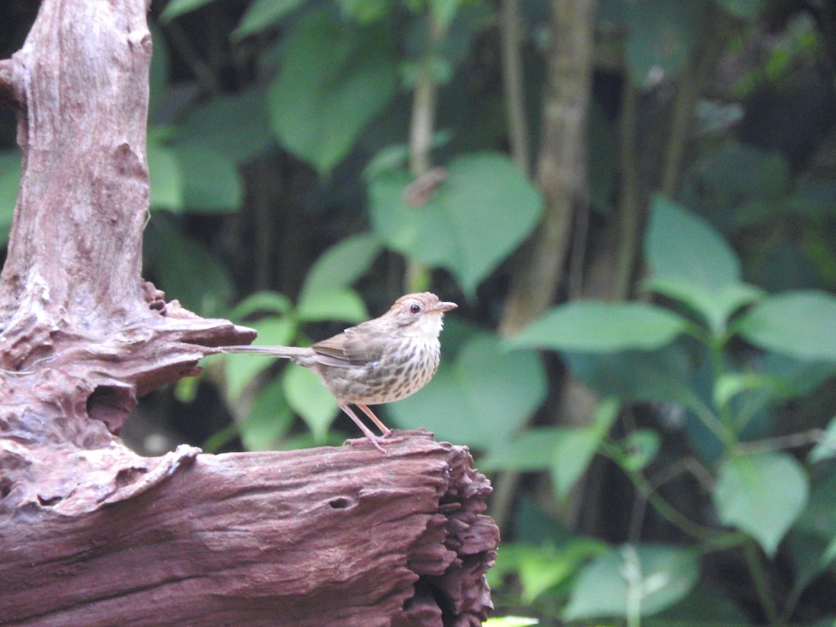 Puff-throated Babbler - padma ramaswamy