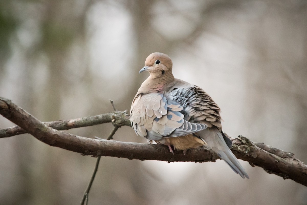 Mourning Dove - Tyler Ficker