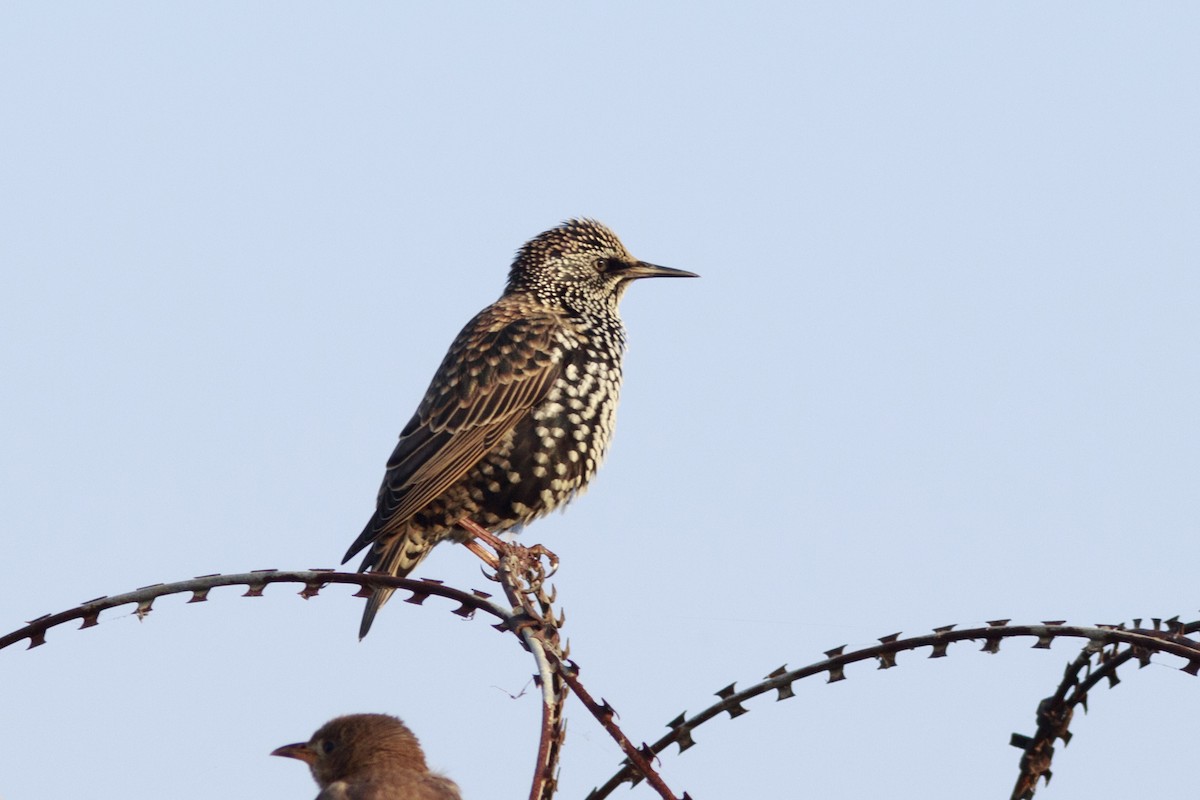 European Starling - ML502027741