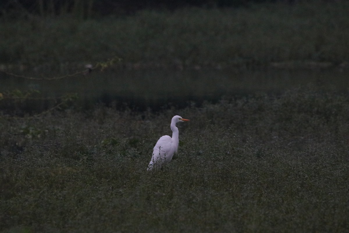 Medium Egret - ML502028481