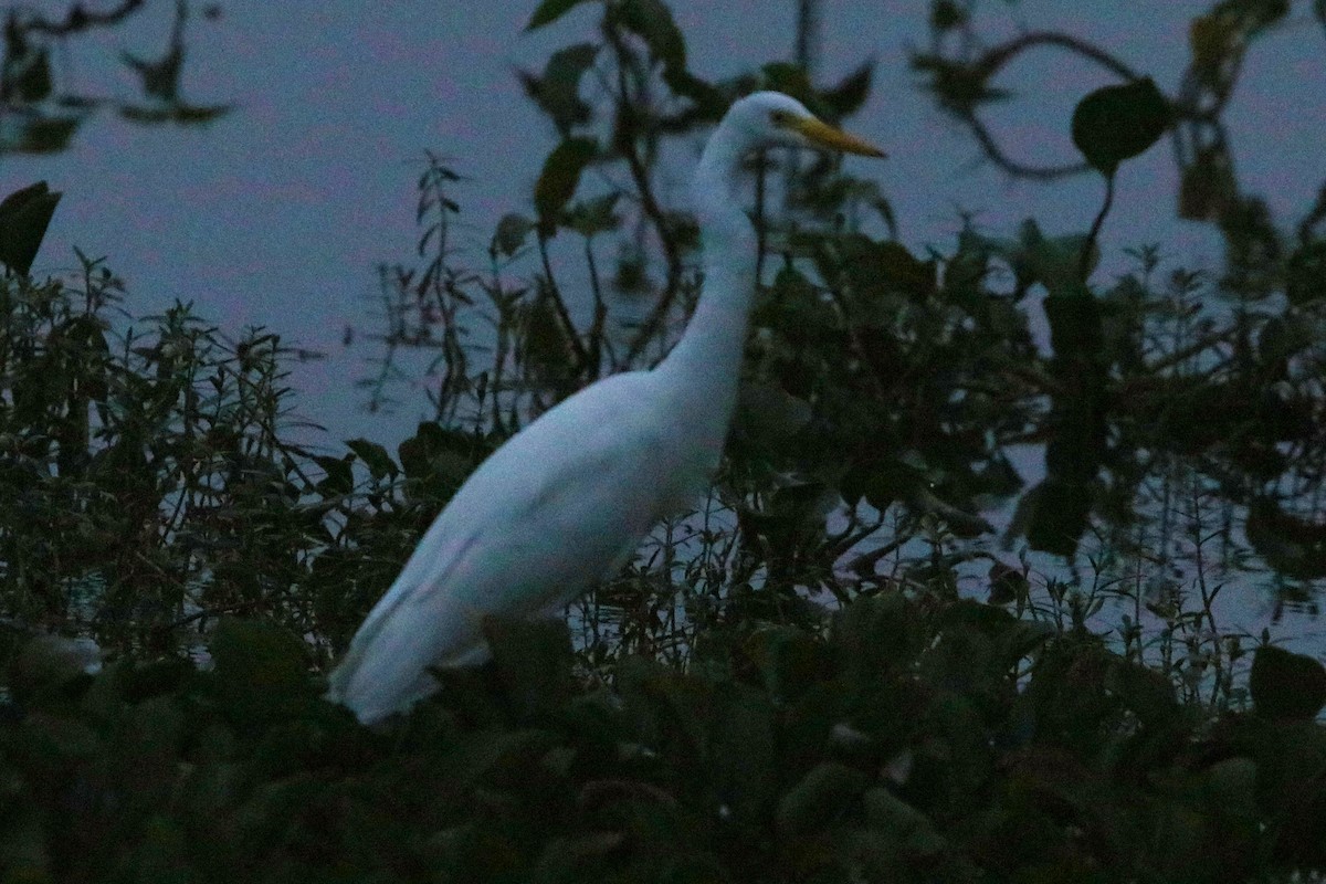 Medium Egret - Ravi Jesudas