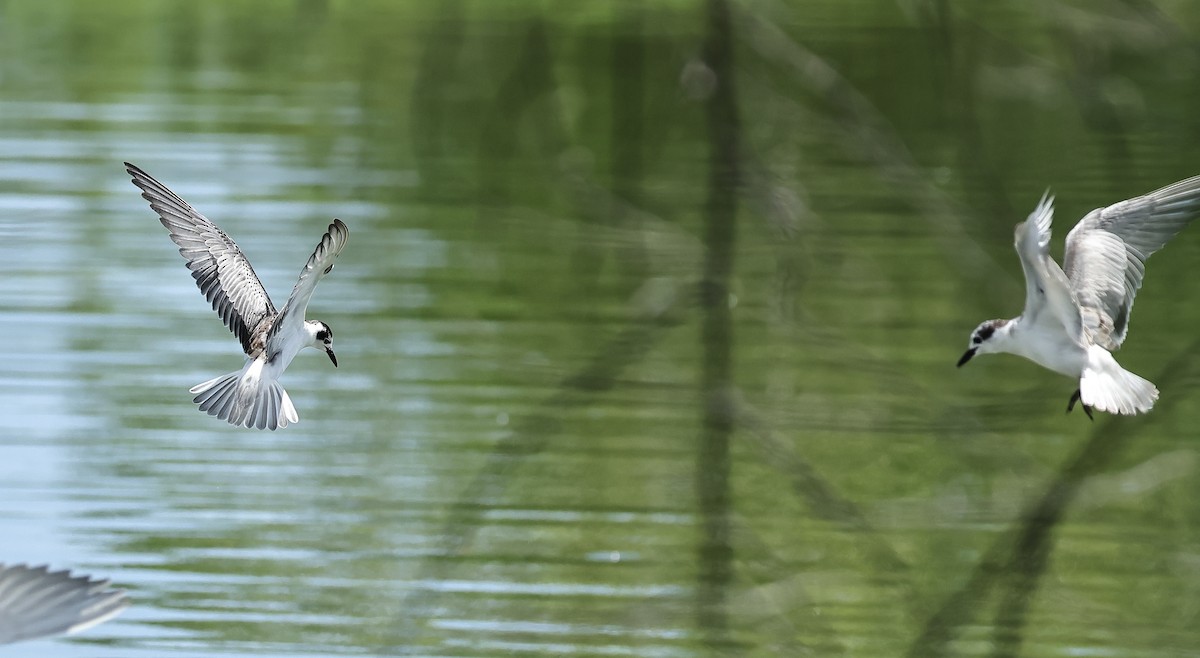 White-winged Tern - ML502029221