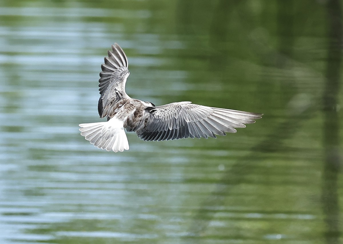 White-winged Tern - ML502029331