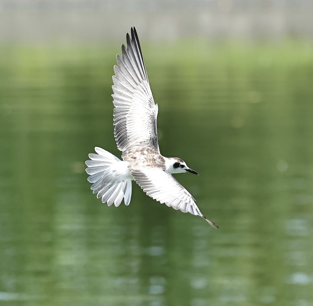 White-winged Tern - ML502029541