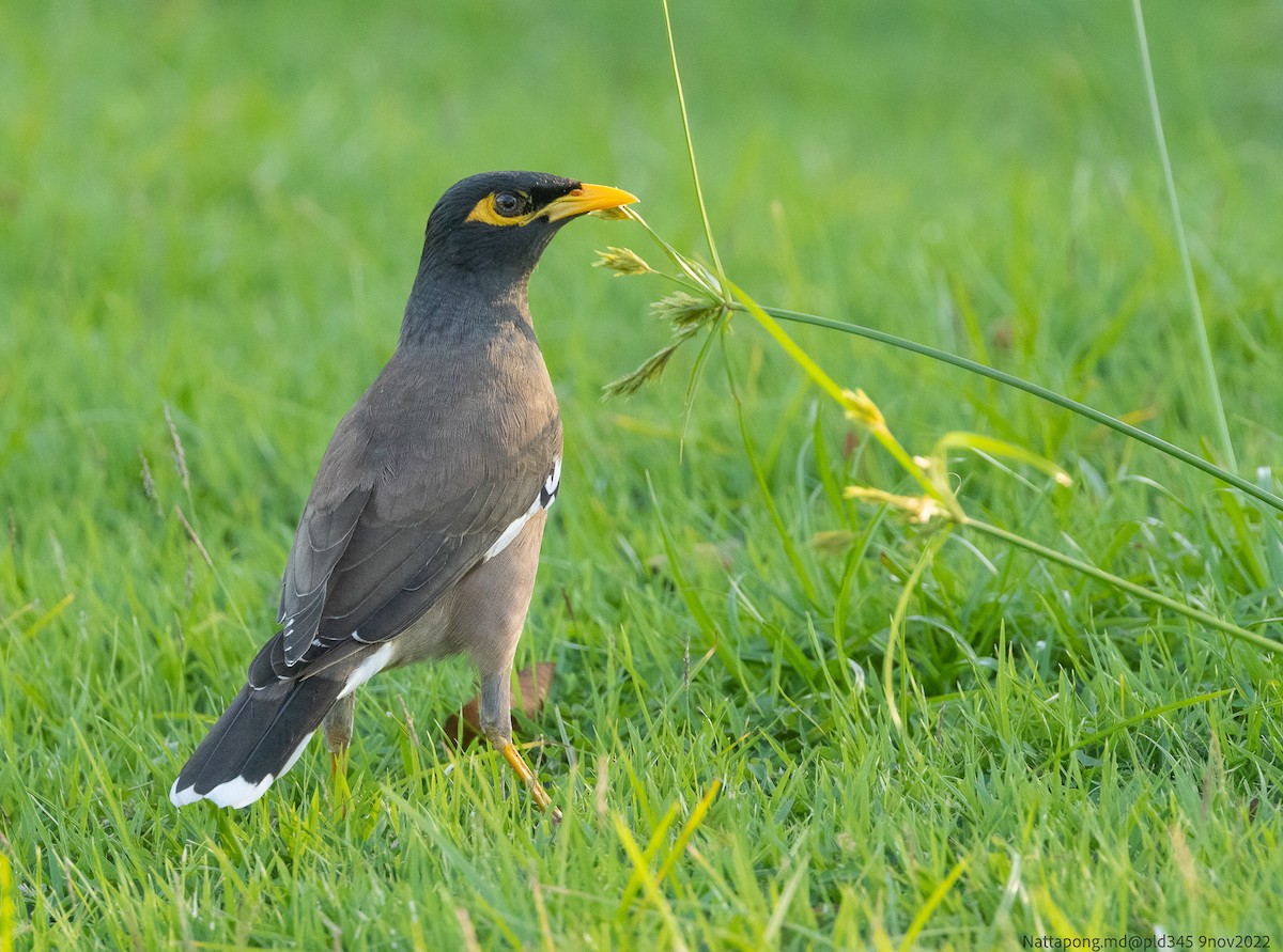 Common Myna - Nattapong Banhomglin