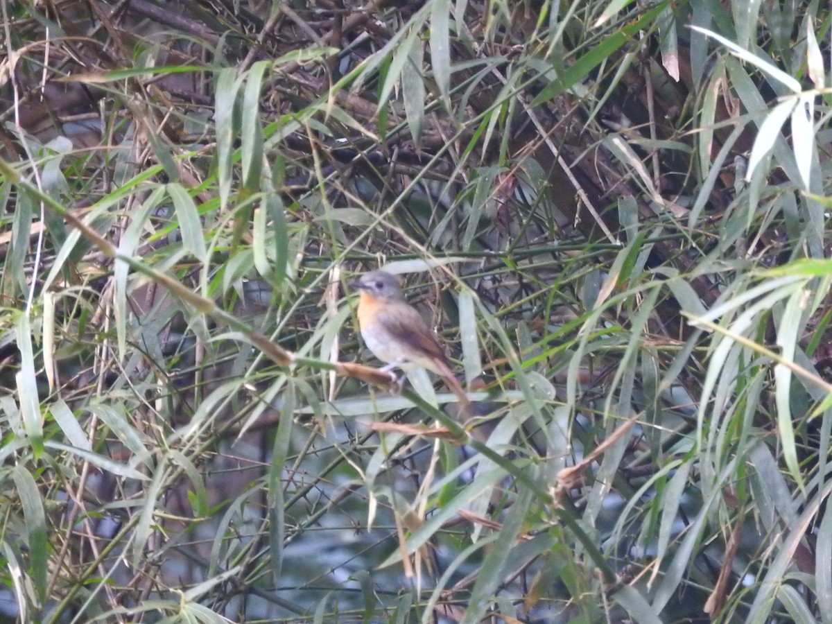 Taiga/Red-breasted Flycatcher - padma ramaswamy