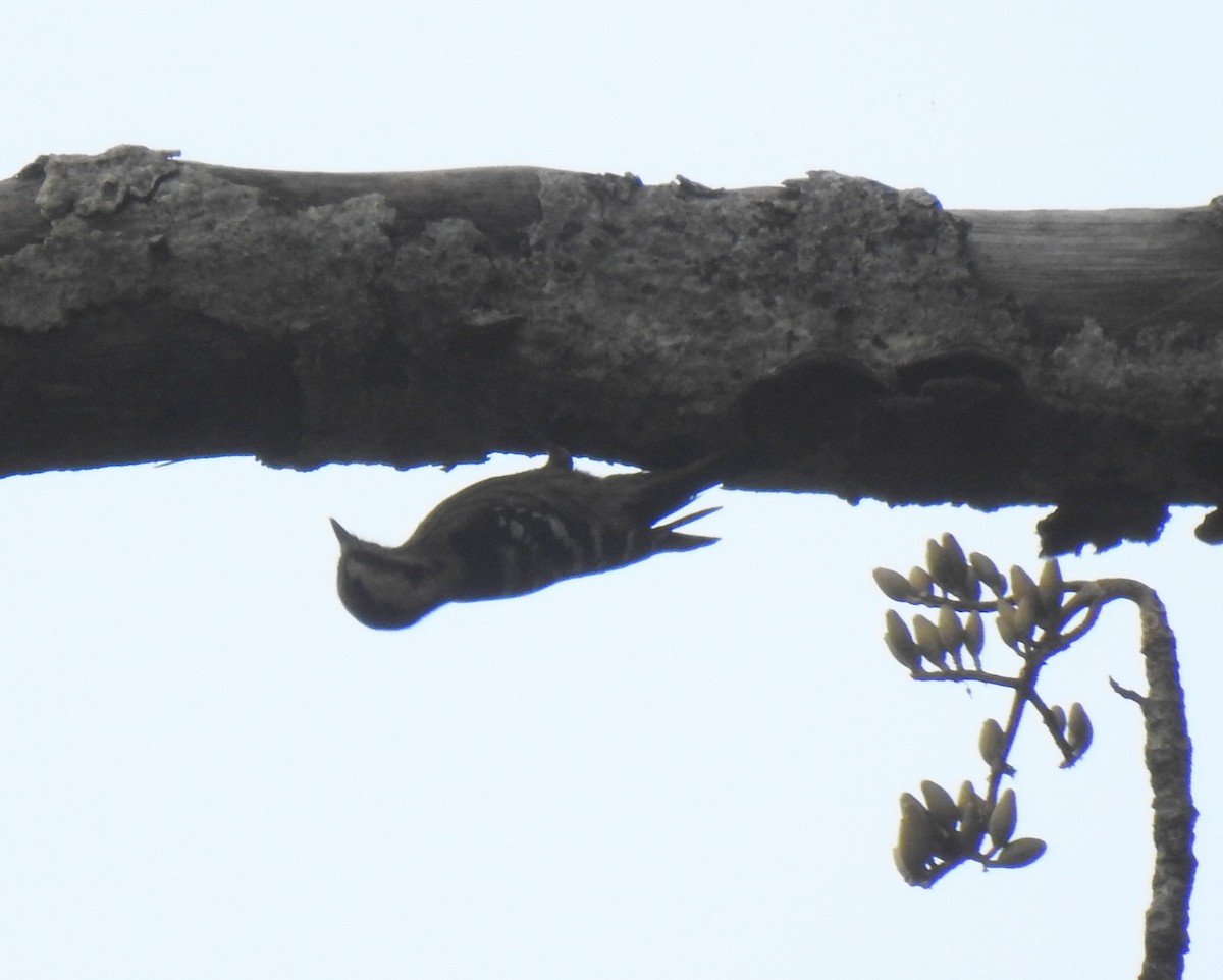 Gray-capped Pygmy Woodpecker - Anonymous