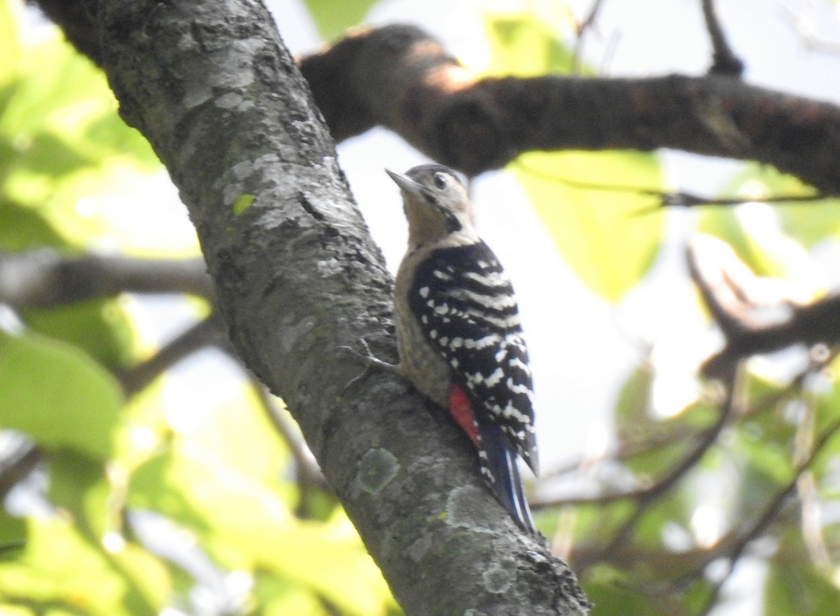 Fulvous-breasted Woodpecker - Anonymous