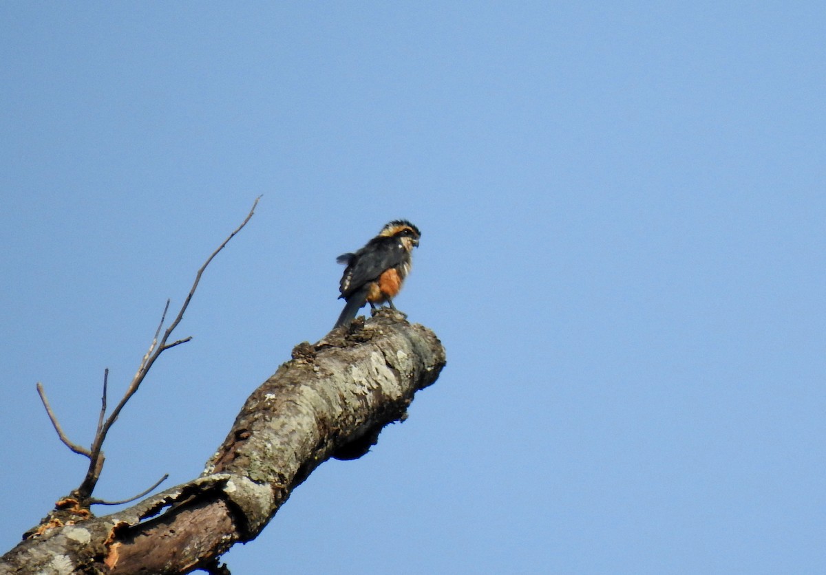 Collared Falconet - Anonymous