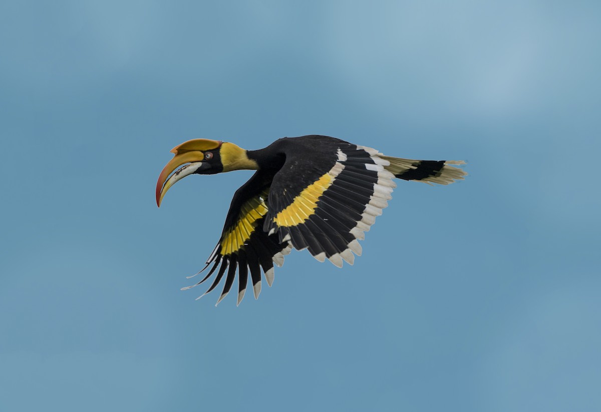 Great Hornbill - Jan-Peter  Kelder