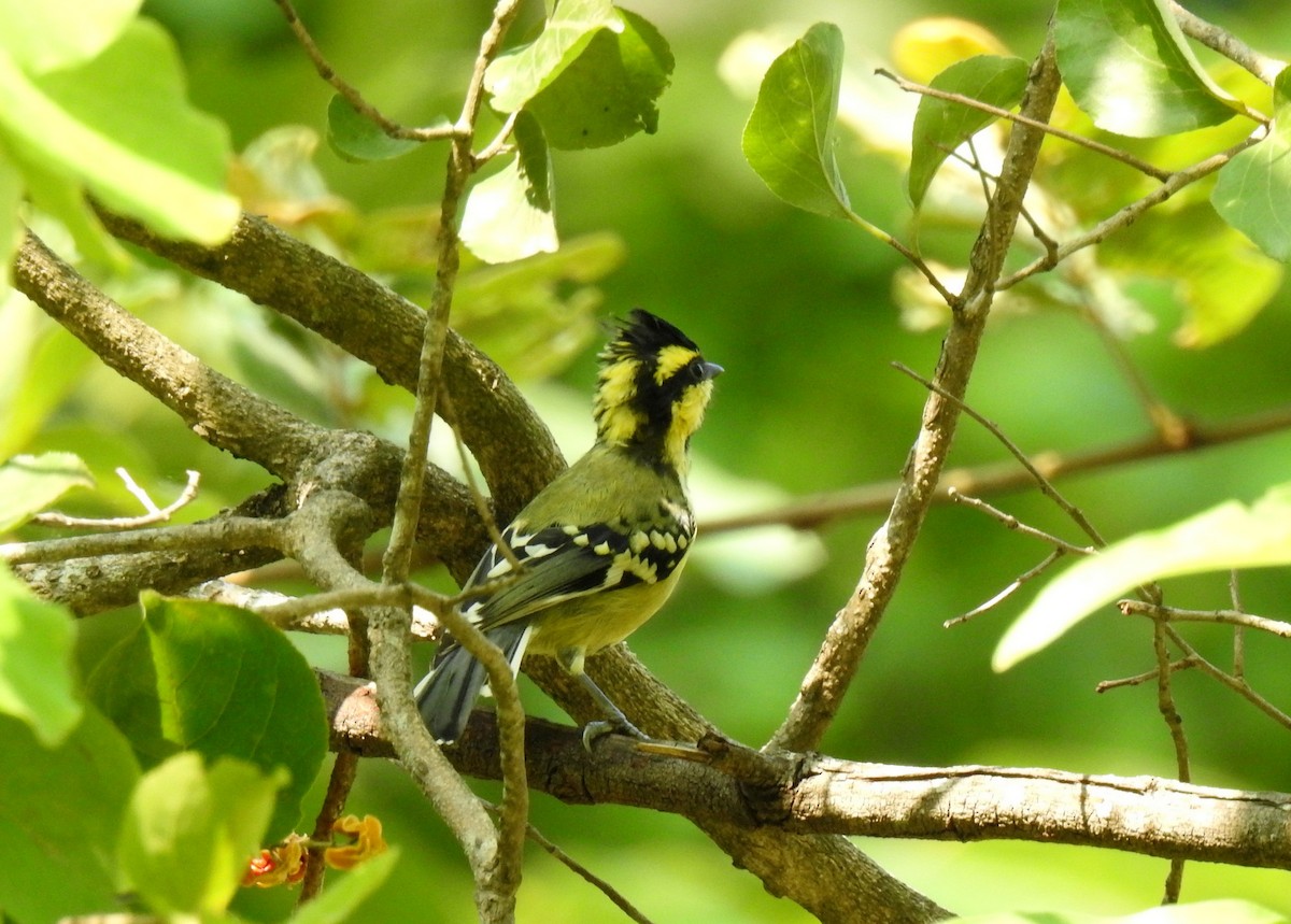 Himalayan Black-lored Tit - ML502032041