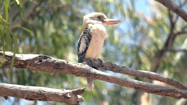 Blue-winged Kookaburra - ML502032061