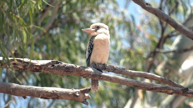 Blue-winged Kookaburra - ML502032101