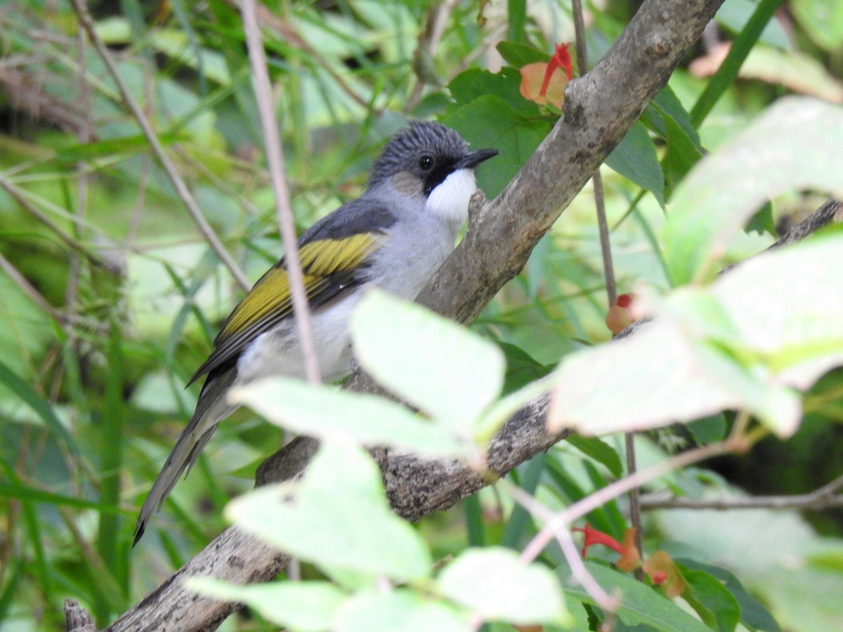 Bulbul à ailes vertes - ML502032141