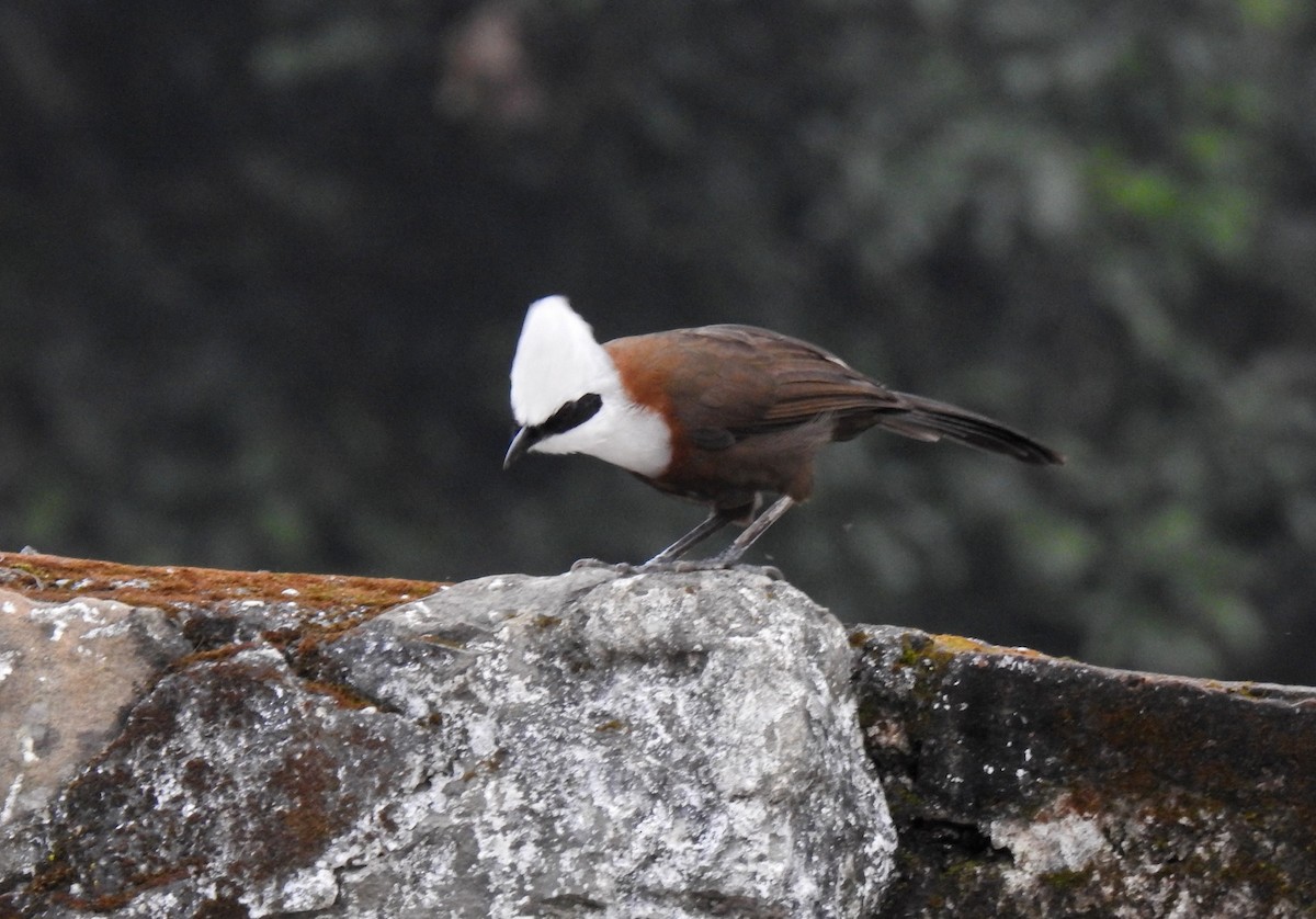 White-crested Laughingthrush - ML502032261