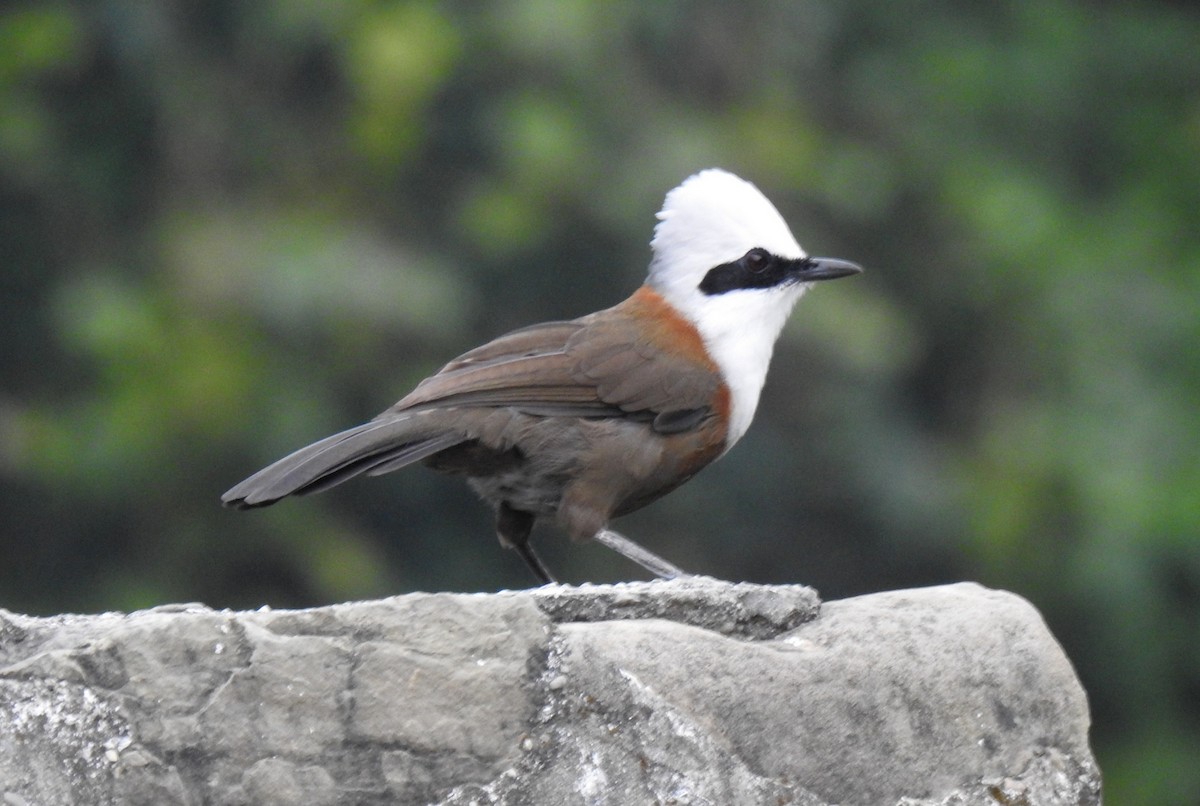 White-crested Laughingthrush - ML502032271