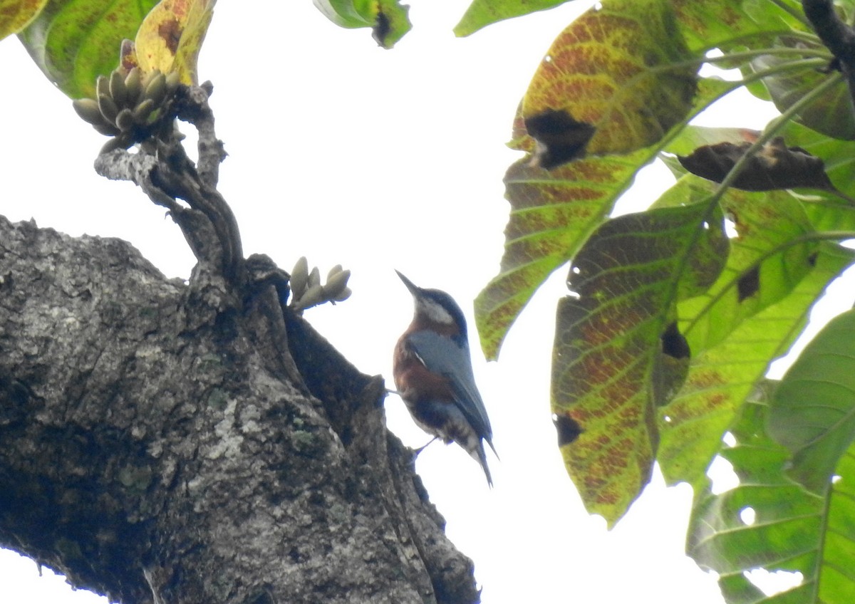 Chestnut-bellied Nuthatch - Anonymous