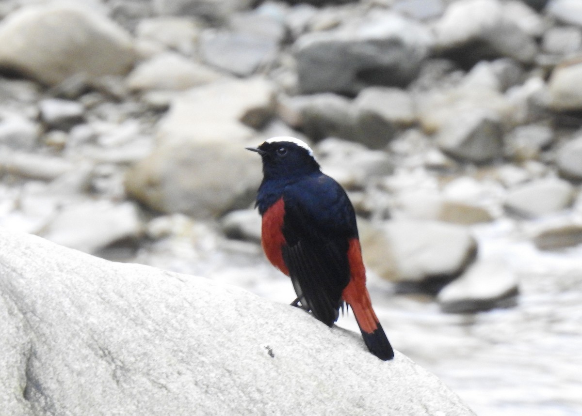 White-capped Redstart - Anonymous
