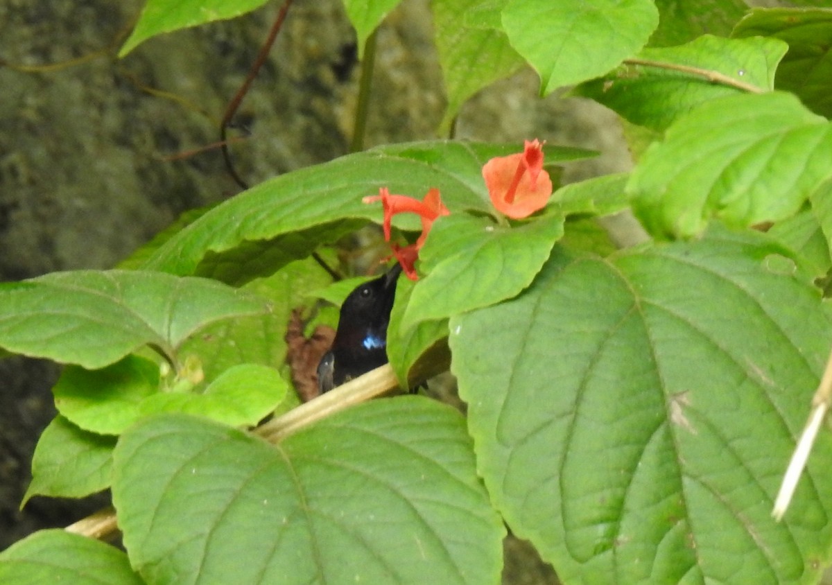 Black-throated Sunbird - Anonymous