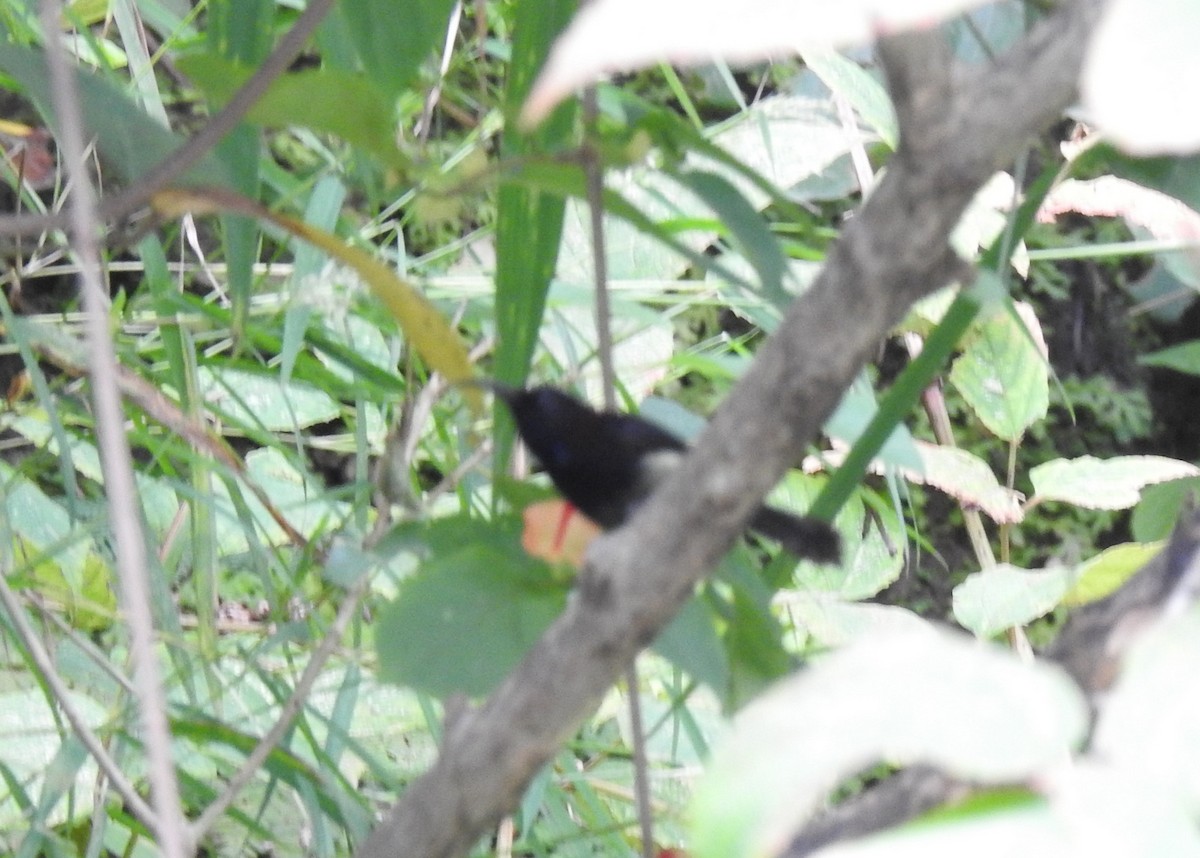 Black-throated Sunbird - Anonymous