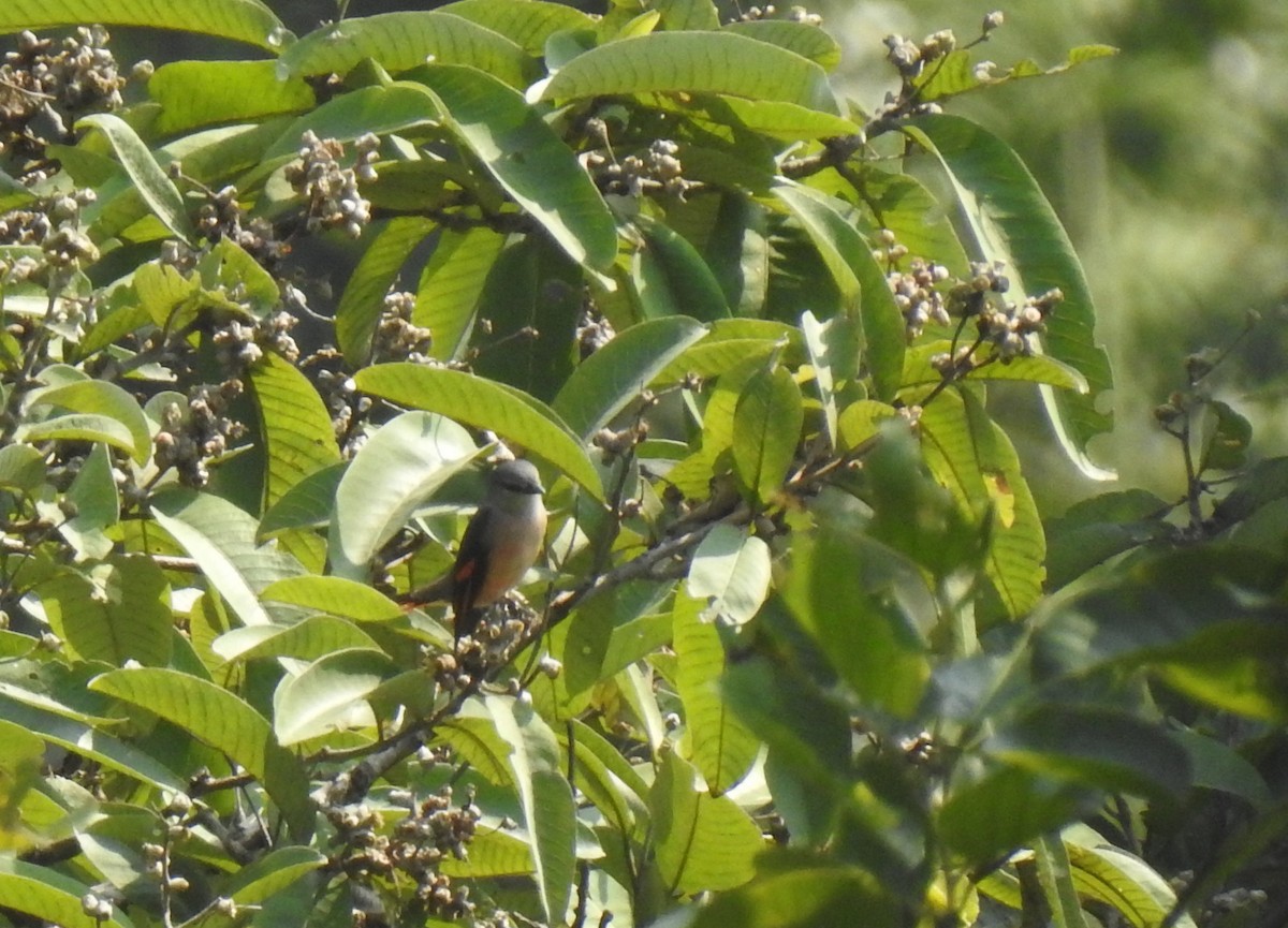 Rosy Minivet - Anonymous