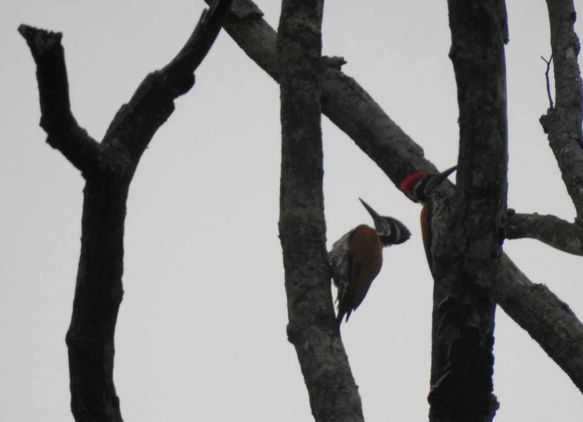 Greater Flameback - Anonymous