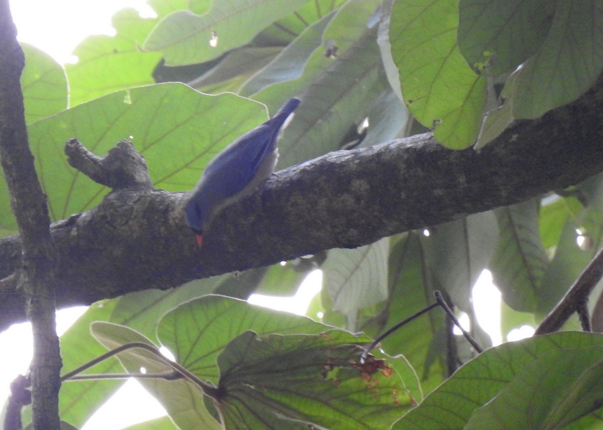 Velvet-fronted Nuthatch - Anonymous