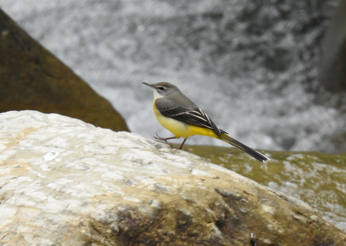 Gray Wagtail - ML502033181