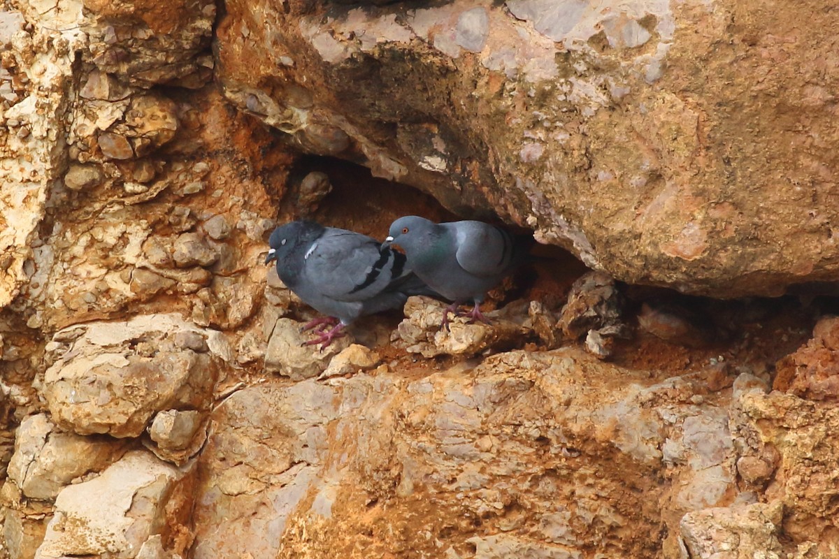 Rock Pigeon (Wild type) - ML502033361