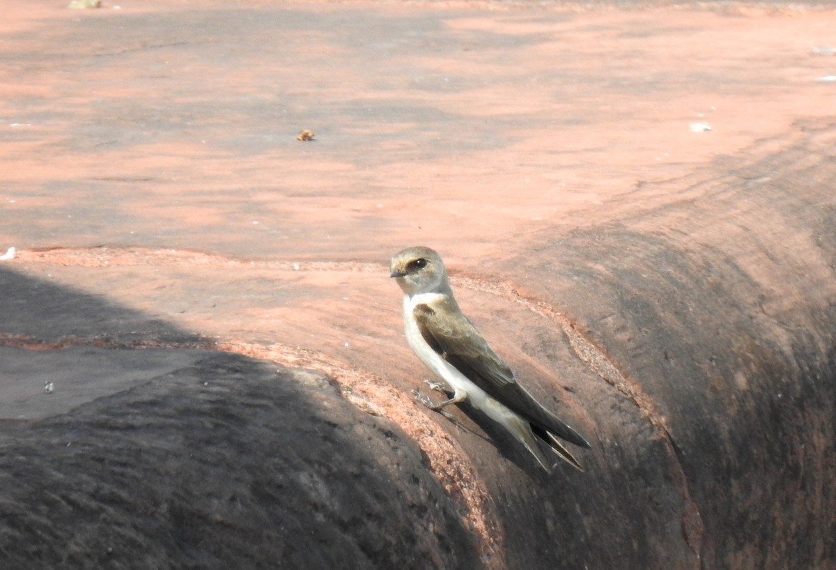 Pale Martin - ML502033781