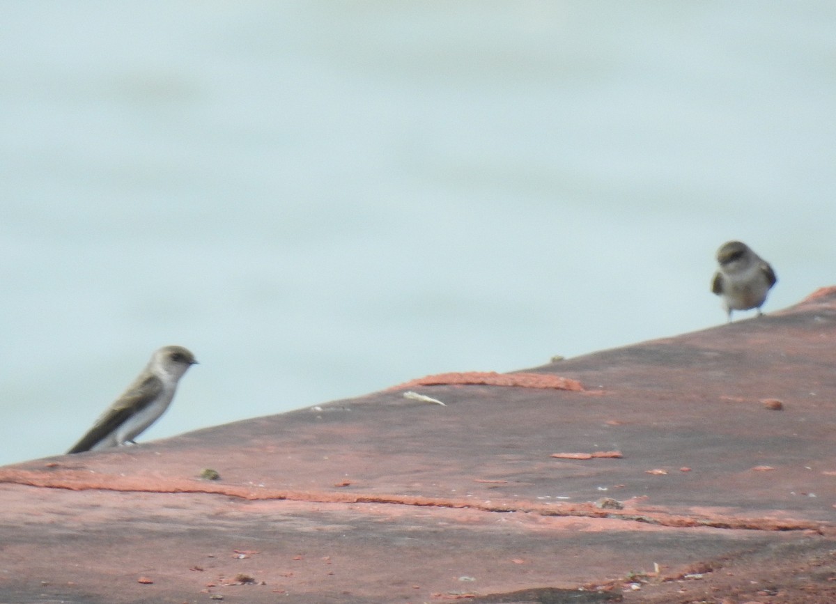 Pale Martin - ML502033791