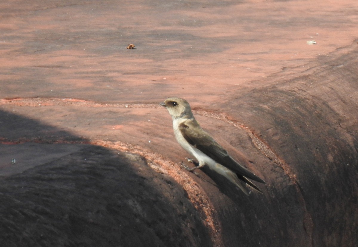 Pale Martin - ML502033801