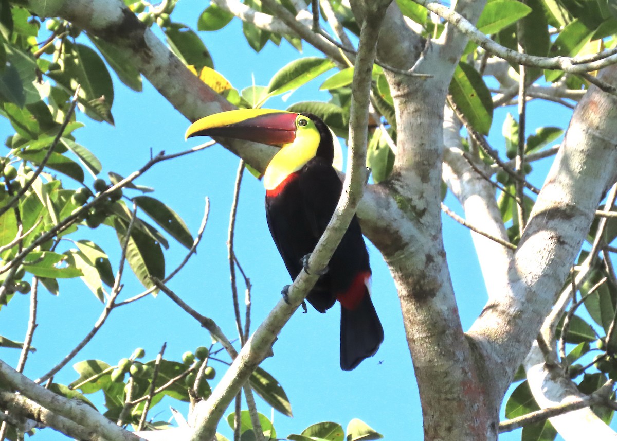 Yellow-throated Toucan - Janet Spiers