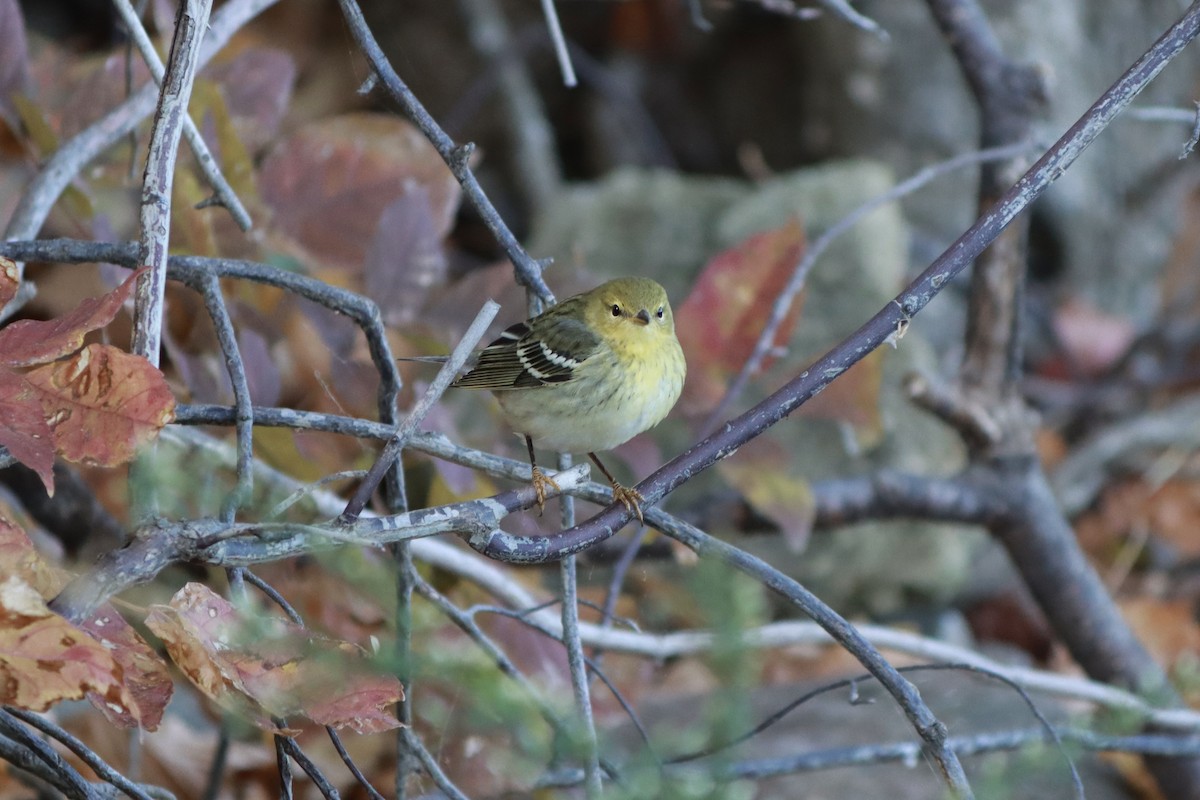 Blackpoll Warbler - ML502033961