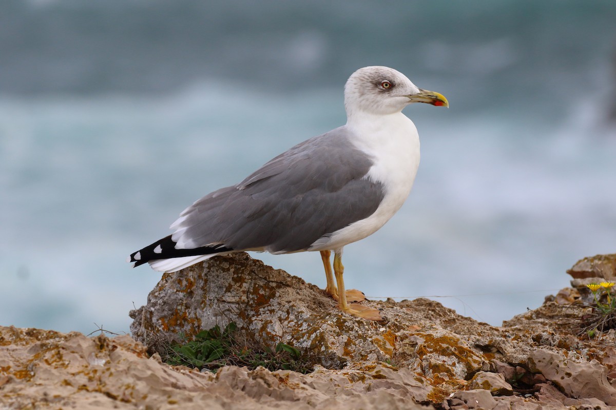 Gaviota Patiamarilla - ML502034101