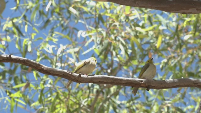 White-plumed Honeyeater - ML502034111